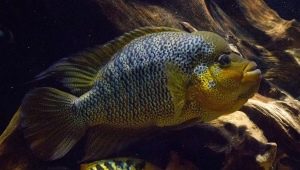 American cichlids: description and types, maintenance in the aquarium