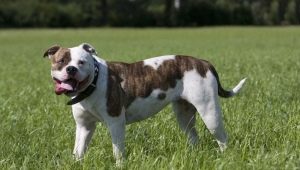 American dog breeds: varieties and tips for choosing