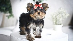 Baby face in Yorkshire terriers