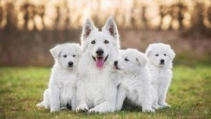 White dogs: color features and popular breeds