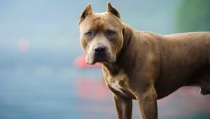 Fighting dogs: features and types
