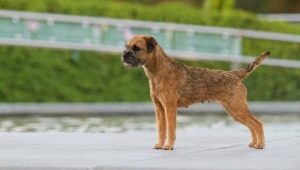 Border Terrier: breed description, upbringing and maintenance