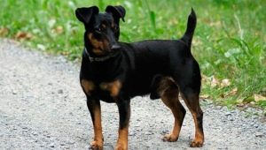 Black Jack Russell Terrier: features of the appearance and rules of maintenance