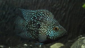 Diamond cichlazoma: what does it look like and how to care for it?