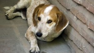 Mongrels: a description of mongrel dogs and the subtleties of raising them