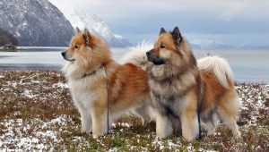 Eurasiers: description of dog breeds, temperament and basics of care