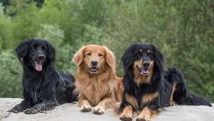 Hovawart: origin, temperament, care basics