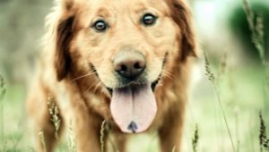 Interesting, funny and little-known facts about dogs