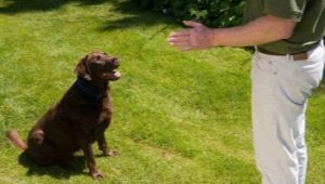 How to teach a dog the Voice command?