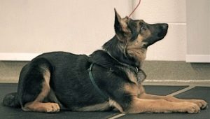 How to teach a dog to lie down?