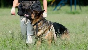 How to teach a dog to command nearby?