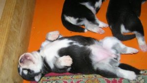 How to determine the sex of a puppy?