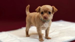How to train your dog to go to the diaper?
