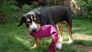 How to make DIY toys for dogs?