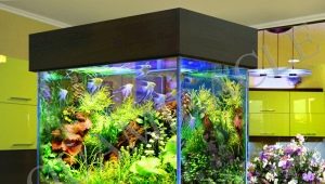 What kind of algae are in the aquarium and how to get rid of them?