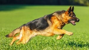 What nickname to choose for German Shepherd boys?