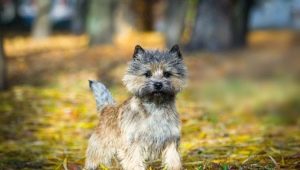 Cairn Terrier: breed characteristics, content and choice of nickname