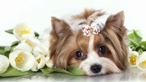 Nicknames for girls of small breeds
