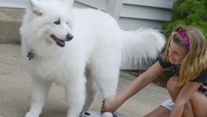 Paw washers for dogs: what are the varieties and how to use them?