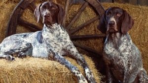 Pointing dogs: description of species and secrets of content