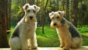 Lakeland Terrier: breed description and cultivation