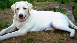 The best nicknames for a Labrador