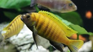 Malawian cichlids: types, description, maintenance and care