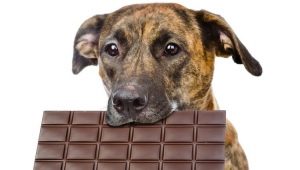 Can dogs be given sweets and why do they like sweets?