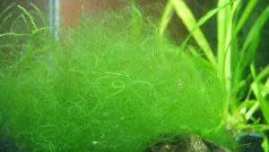 Filament in an aquarium: causes of algae and how to fight