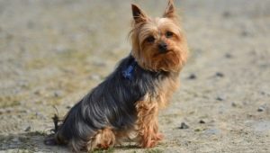 Pros and cons of Yorkshire Terrier breed