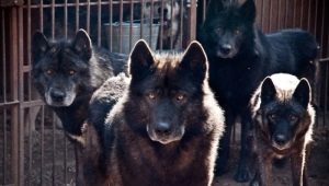 Crossbreeds of a dog and a wolf: features and types