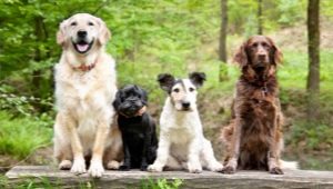 Dog breeds: description and selection