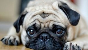 Dog breeds with a flattened muzzle
