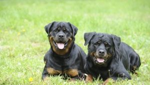 Rottweiler keeping rules
