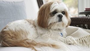 Shih Tzu keeping rules