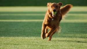 Secrets of teaching a dog to command Aport
