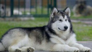 Northern dogs: an overview of breeds and recommendations for keeping