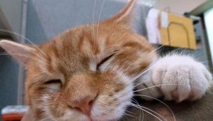 Six-toed cats: origin and characteristics