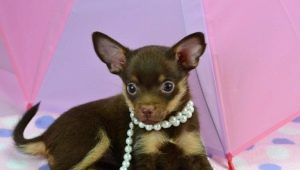 Chocolate toy terriers: features, characteristics and care rules