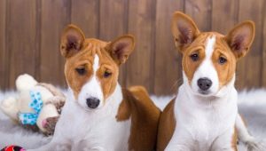 Dogs that do not shed: the best breeds and the nuances of caring for them