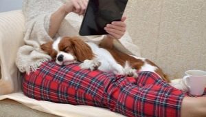 Medium-sized dogs for an apartment: the best breeds and rules for keeping