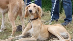 Tazy: description of the dog breed and the nuances of the content