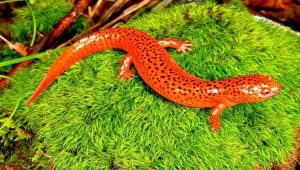 Aquarium newt: features, types and content