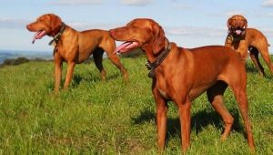 Hungarian vizsla: breed description, species and cultivation