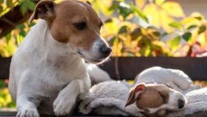 Human age of dogs