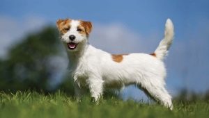 Everything you need to know about the Wirehaired Jack Russell Terrier