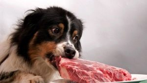 All About Natural Dog Food