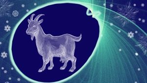 2027 - the year of what animal and what is characteristic for it?