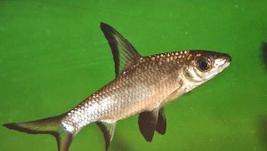 Shark bala (balu): features, content and compatibility
