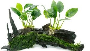 Anubias aquarium plant: species, maintenance and cultivation